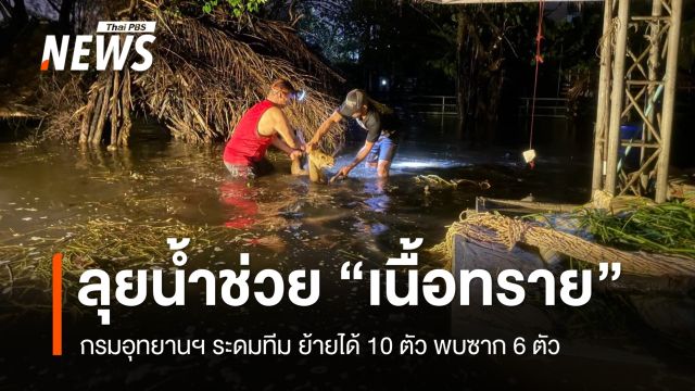 กรมอุทยานฯ นำทีมลุยน้ำช่วย "เนื้อทราย" ย้ายได้ 10 ตัว พบตายแล้ว 6 ตัว