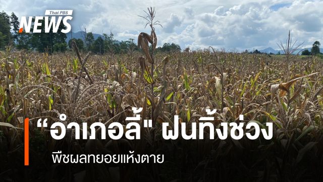 "อำเภอลี้" ฝนทิ้งช่วง พืชผลทยอยแห้งตาย
