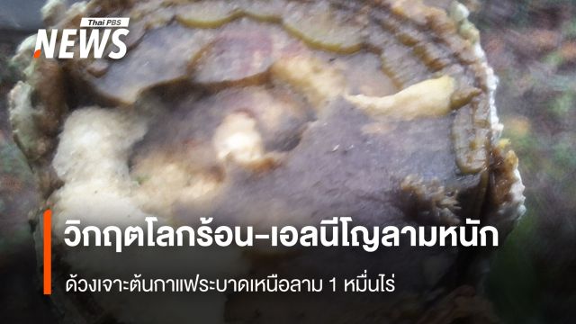 พิษโลกร้อน! ด้วงหนวดยาวระบาดกว่าหมื่นไร่