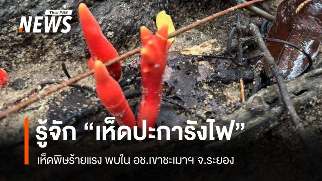 รู้จัก "เห็ดปะการังไฟ" เห็ดพิษร้ายแรง พบใน อช.เขาชะเมาฯ เตือนนักท่องเที่ยวห้ามสัมผัส 