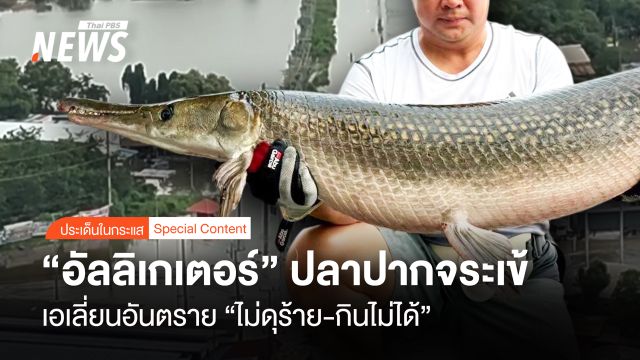 “อัลลิเกเตอร์” ปลาปากจระเข้ เอเลี่ยนอันตราย ไม่ดุร้าย-กินไม่ได้