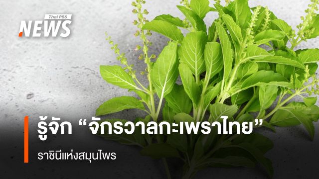 รู้จัก "จักรวาลกะเพราไทย" ราชินีแห่งสมุนไพร