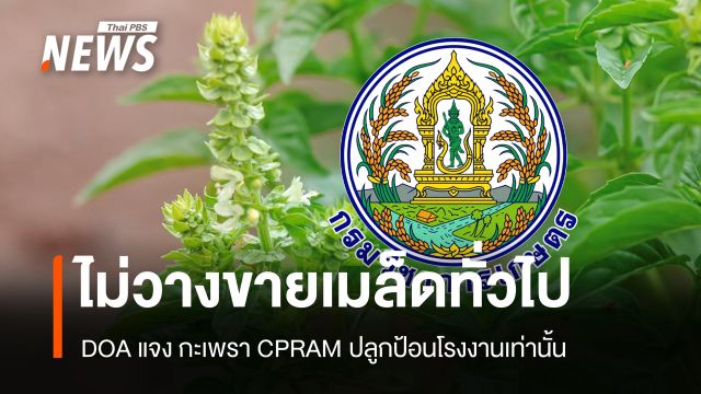 DOA แจง CPRAM ครองสิทธิเฉพาะ 4 สายพันธุ์ ไม่กระทบคนปลูกกะเพราทั่วไป