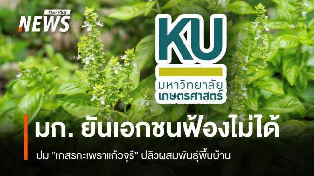 มก. ยันเอกชนฟ้องไม่ได้ ปม "เกสรกะเพราแก้วจุรี" ปลิวผสมพันธุ์พื้นบ้าน 