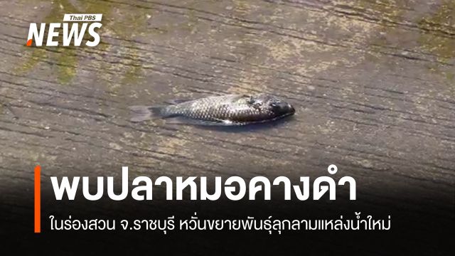 พบ "ปลาหมอคางดำ" ร่องสวนราชบุรี หวั่นขยายพันธุ์ลามแหล่งน้ำใหม่