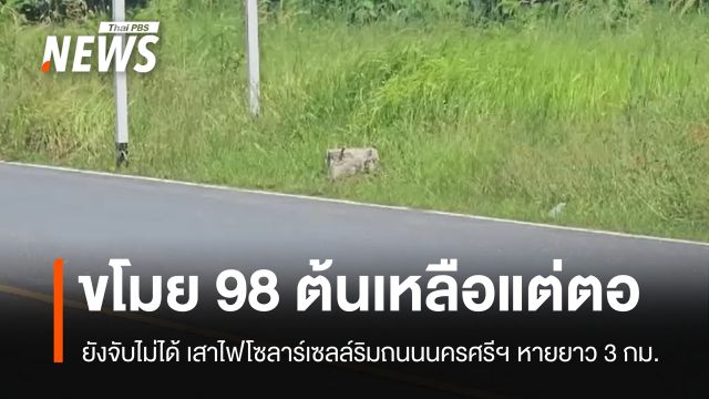 เหลือแต่ตอ! เสาไฟโซลาร์เซลล์นครศรีฯ ถูกขโมยรวด 98 ต้น ยาว 3 กม.