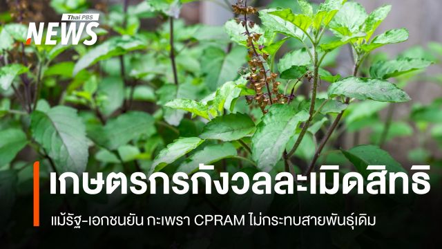 เกษตรกรกังวลละเมิดสิทธิ แม้รัฐ-เอกชนยัน "กะเพรา CPRAM" ไม่กระทบสายพันธุ์เดิม