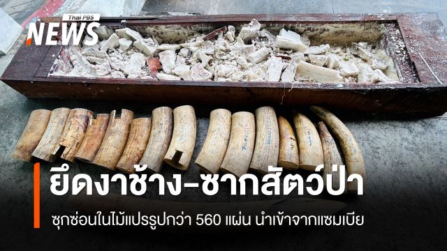 ยึดงาช้าง-ซากสัตว์ป่า มูลค่ากว่า 155 ล้าน ซุกในไม้แปรรูปกว่า 560 แผ่น