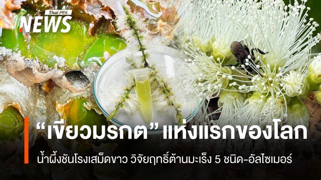 นวัตกรรมน้ำผึ้งชันโรงเสม็ดขาว "สีมรกต" แห่งแรกของโลก วิจัยฤทธิ์ต้านมะเร็ง 5 ชนิด-อัลไซเมอร์