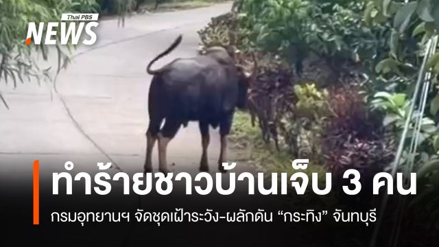 กรมอุทยานฯ เร่งผลักดัน "กระทิง" ทำร้ายชาวบ้านเจ็บ 3 คน จ.จันทบุรี 
