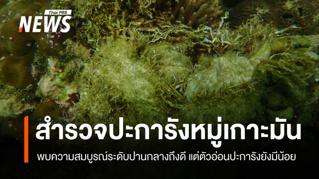 สำรวจปะการังหมู่เกาะมัน จ.ระยอง พบความสมบูรณ์ระดับปานกลางถึงดี 