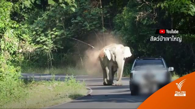 อุทยานฯ ปรับ 5,000 บาท กระบะยั่วยุช้างป่าเขาใหญ่