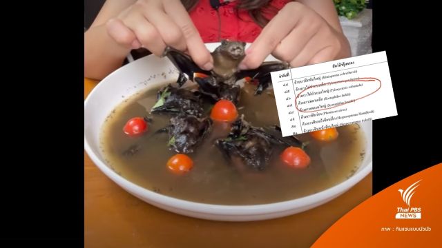 จ่อโดน 2 ข้อหาสาวกิน "ซุปค้างคาว" ครอบครองสัตว์ป่าคุ้มครอง
