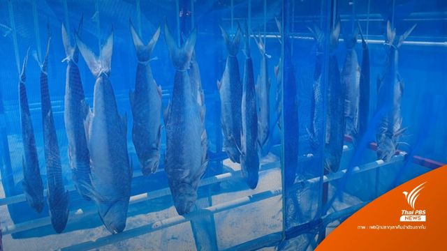 รองโฆษกรัฐบาลยัน “ปลากุเลาเค็ม” ซื้อจากร้านป้าอ้วนตากใบ