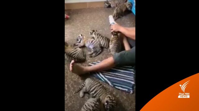 แกะรอยค้าลูกเสือโคร่ง 4 ตัวเปิบพิสดารตุ๋นยาจีน 