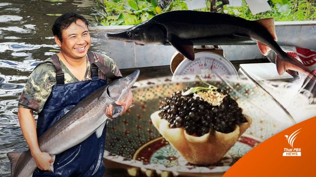 เส้นทาง "คาเวียร์" สู่เมนูขึ้นโต๊ะผู้นำเอเปค 