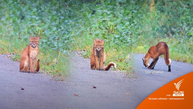 เจอตัวยาก "เสือไฟ" โชว์ตัวกลางถนนป่าภูเขียว 