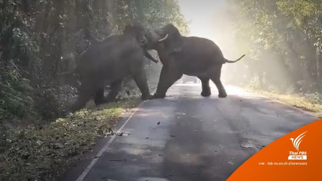 "พลายทองคำ-พลายงาทอง" ประสานงาอีกรอบ ในอุทยานฯเขาใหญ่  