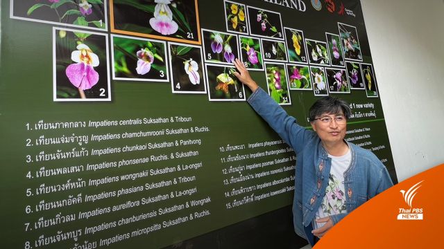 ไทยค้นพบ “พืชสกุลเทียน” ชนิดใหม่ของโลกมากถึง 20 ชนิด