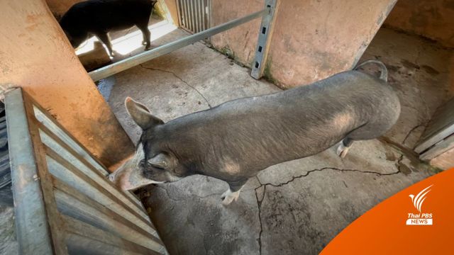 ปศุสัตว์ดอยสะเก็ด เฝ้าระวังโรค "ASF" ห้ามเคลื่อนย้ายหมู