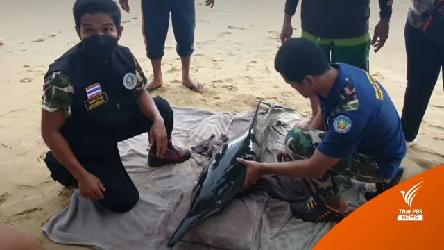 พบโลมาปากขวดเกยชายหาดเขาหลัก จ.พังงา 