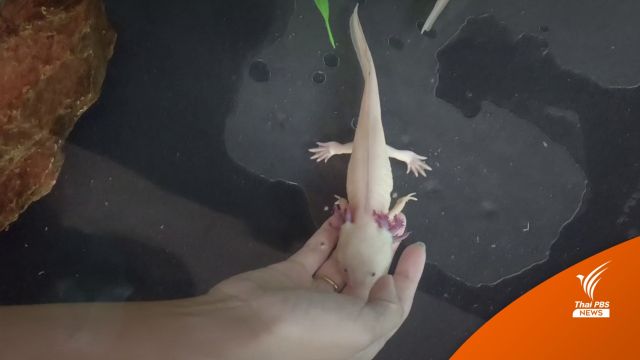 กรมประมง รับมีช่องโหว่คุม "อาโซลอต" พบลอบหิ้วไข่มาเพาะเอง