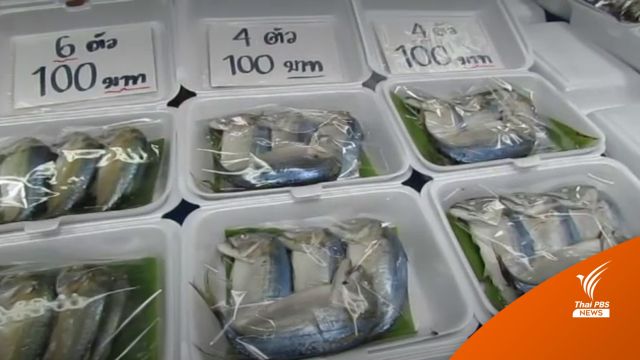ปลาทูแม่กลอง หายาก! ราคาพุ่งโลละ 120-150 บาท