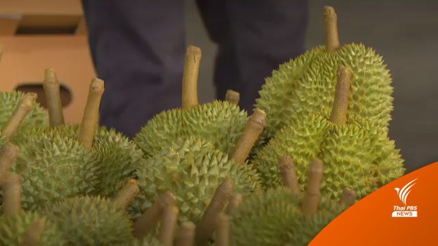 "ทุเรียน" ยังขายดีในตลาดจีน คาด 5 ปีราคาแตะ 400/กก.