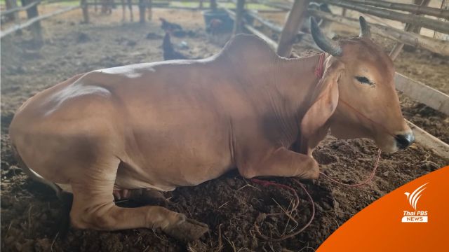 "ปศุสัตว์" ยันคุมโรคลัมปี สกินระบาดพื้นที่ชัยภูมิในวงจำกัด