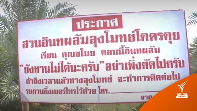 "สวนอินทผลัม" ขึ้นป้ายแจ้งขโมยทิ้งเบอร์ไว้ สุกแล้วจะโทรไปบอก