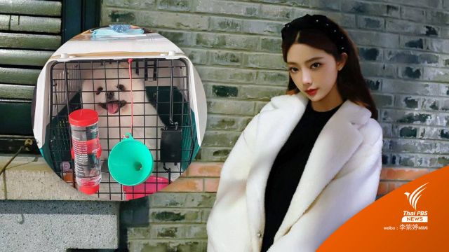 สายการบินเร่งสอบ ปม "มีมี่" ร้องสุนัขตายหลังส่งจากไทยไปจีน