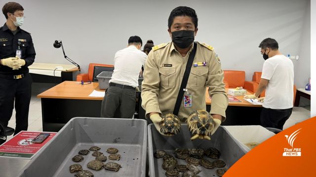 ยึดเต่า 116 ตัว มูลค่า 9 แสนบาท หลังหญิงยูเครนขนข้ามประเทศ