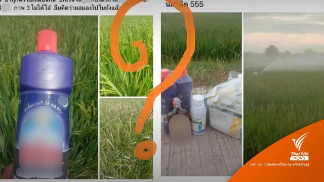 "น้ำยาล้างห้องน้ำ" ฉีดพ่นนาข้าว อันตรายหรือไม่ ? 