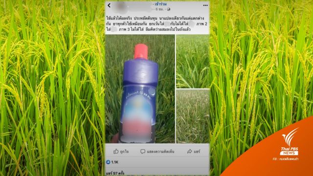 อย.เตือนอย่าใช้น้ำยาล้างห้องน้ำฆ่าเชื้อโรคโรยในนาข้าว