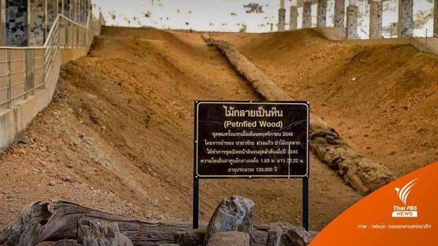บันทึกกินเนสส์บุ๊ก! "ต้นทองบึ้ง" ไม้กลายเป็นหินไทยยาวสุด 69.7 ม.
