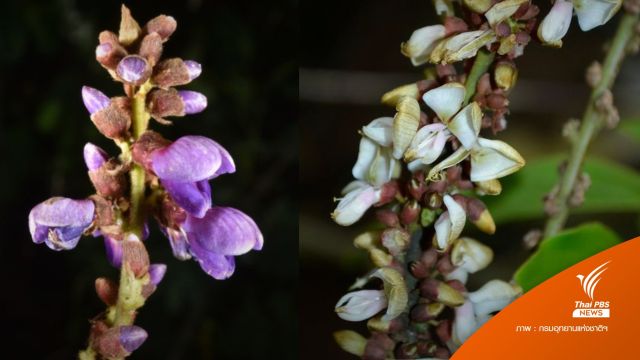 ไทยพบพืชชนิดใหม่ของโลก "ม่วงราชสิริน - ซ่อนแก้ว" 