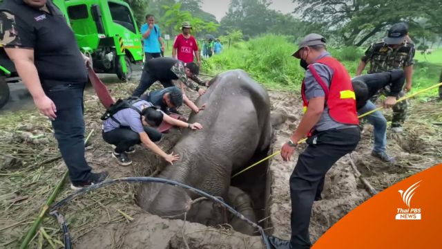 นาทีชีวิต ช่วยช้างป่า "แม่-ลูก" ตกท่อระบายน้ำ ลึก 2 เมตร 