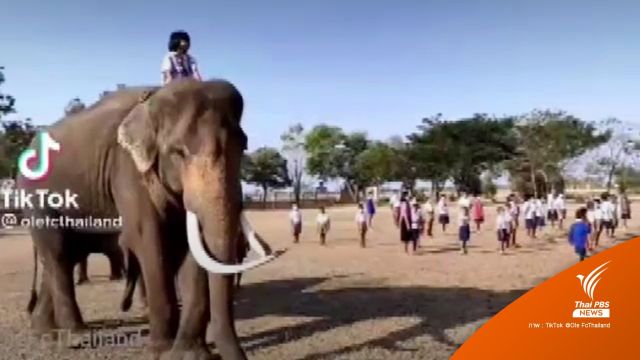 ผูกพันเหมือนพี่น้อง “น้องปูเป้” ขี่ “ช้างโอเล่” ไปโรงเรียน