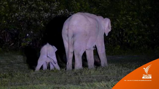 ช้างป่า 2 แม่ลูกตกบ่อ ล่าสุดแข็งแรงดี-เดินชิลสนามกอล์ฟ
