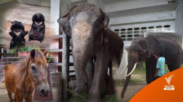 5 ปีฟาร์มจระเข้ดังสมุทรปราการ ถูกร้องเรียนอะไรบ้าง? 
