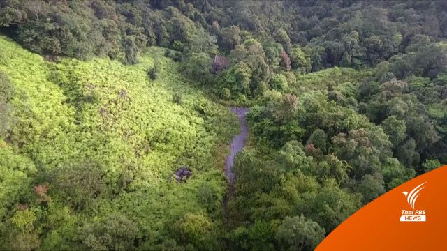 สำรวจผืนป่าอุทยานฯ เขาหลวง ก่อนฟื้นถนนหมายเลข 4189