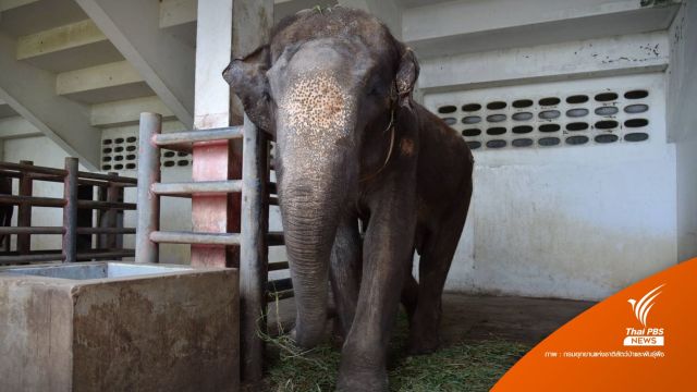 ใบอนุญาตหมดอายุ! ให้อีก 90 วัน "ฟาร์มจระเข้" แก้ปัญหาสัตว์