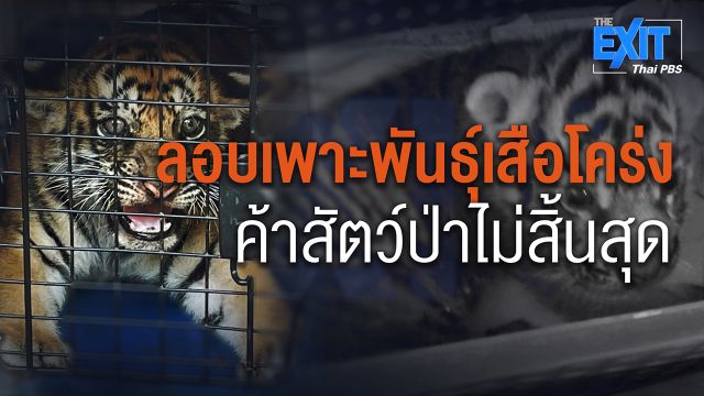 The EXIT : ลอบเพาะพันธุ์เสือโคร่ง ค้าสัตว์ป่าไม่สิ้นสุด