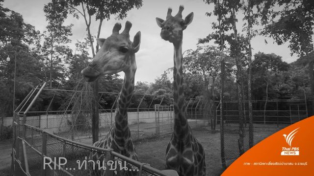 รอผลชันสูตร "เจ้าขุน" ลูกยีราฟสถานีสัตว์ป่าเขาสนตายกะทันหัน