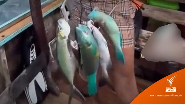 ตามหาชาวต่างชาติลอบจับ "ปลานกแก้ว" เกาะพีพีเล 