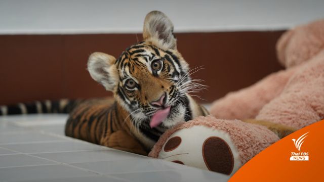 “น้องขวัญ” ลูกเสือโคร่งวัย 5 เดือน เตรียมพร้อมสู่กรงใหญ่