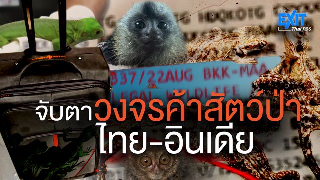 The EXIT : จับตาวงจรค้าสัตว์ป่า ไทย - อินเดีย