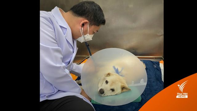  “ยายขาว” สุนัขถูกรถทับปลอดภัย-ปรับคนขับ 1 หมื่นบาท