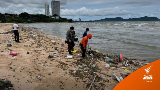 ช่วย "ลูกเต่ากระ" ถูกคลื่นซัดมากับขยะ เกยหาดบ้านอำเภอ