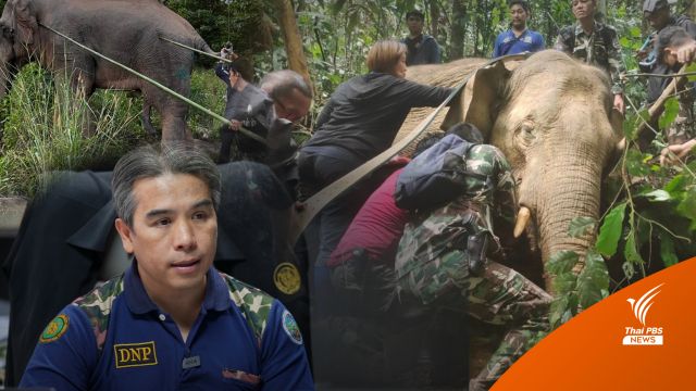 ไขปูมหลัง "เจ้าละมุด" ช้างทับลาน จำเลยทำร้ายคน 